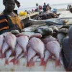 Sierra Leone bans industrial fishing for a month to protect fish stock