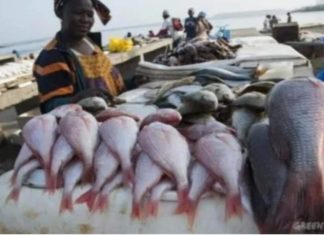 Sierra Leone bans industrial fishing for a month to protect fish stock