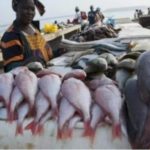 Sierra Leone bans industrial fishing for a month to protect fish stock